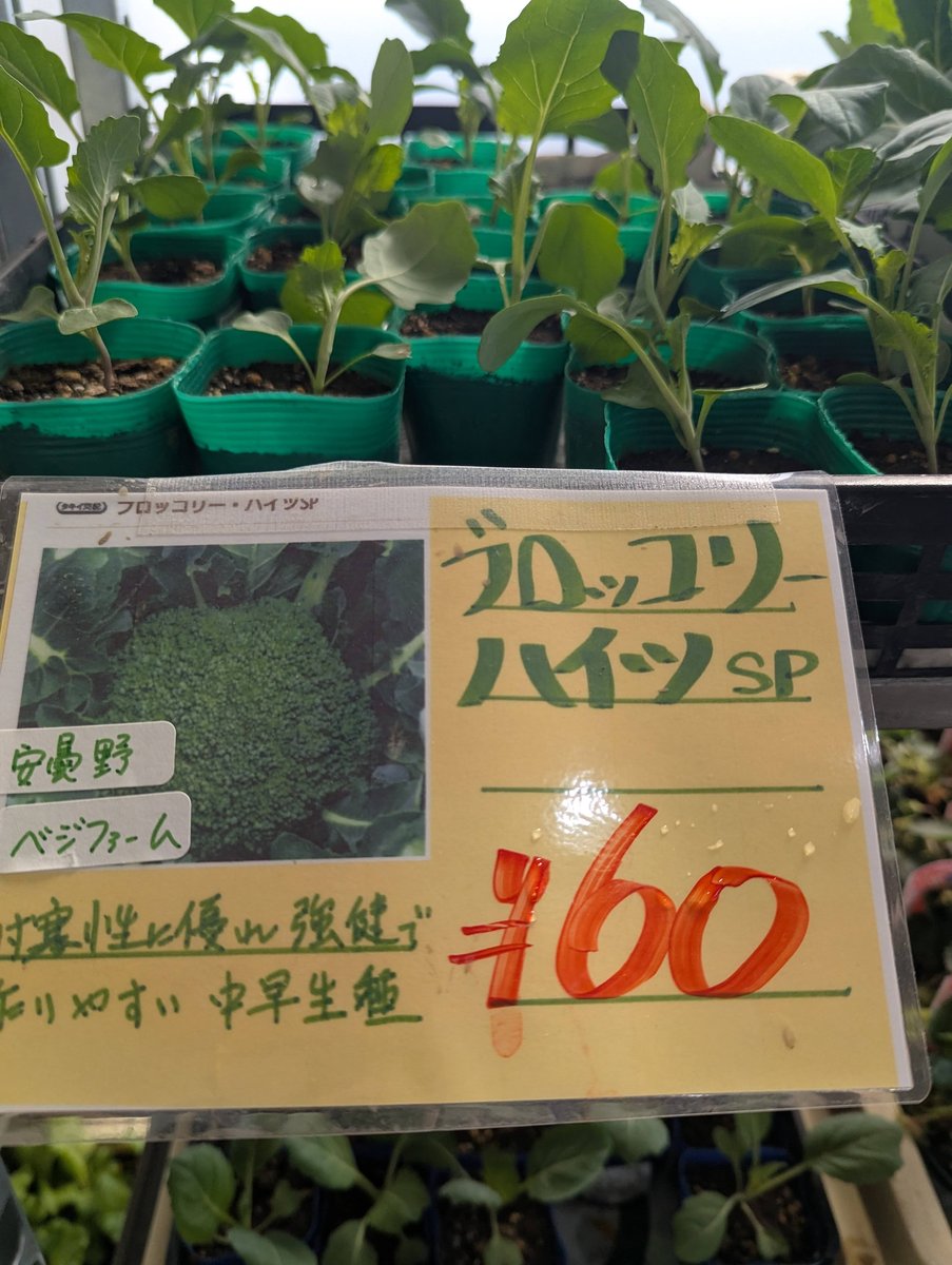 Spring Seedlings at Azumino Farm Market, Nagano photo 7