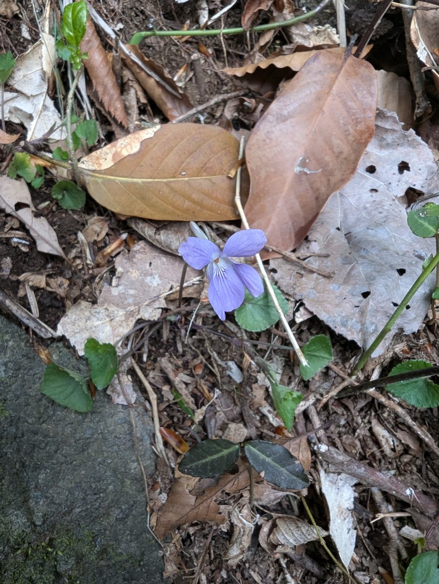 Early Spring Wildflower on Mt. Tsukuba, Ibaraki