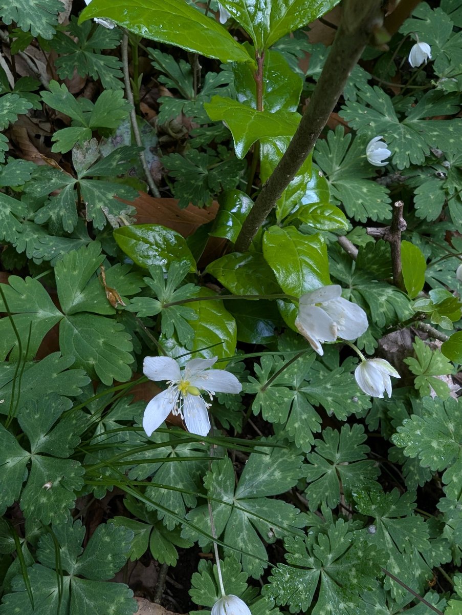 Early Spring Wildflower on Mt. Tsukuba, Ibaraki photo 2