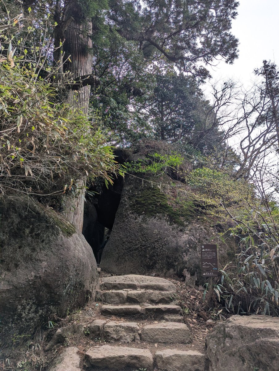 Early Spring Wildflower on Mt. Tsukuba, Ibaraki photo 4