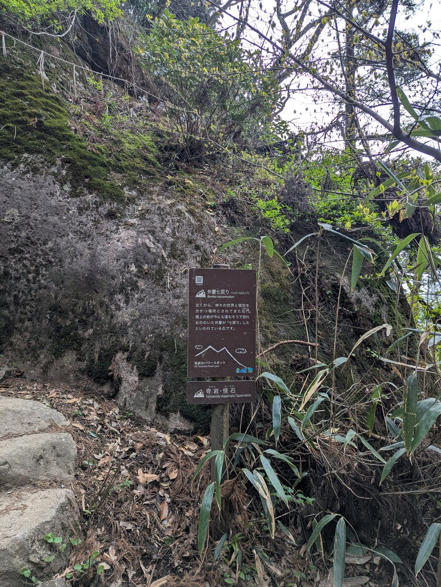 Early Spring Wildflower on Mt. Tsukuba, Ibaraki photo 5