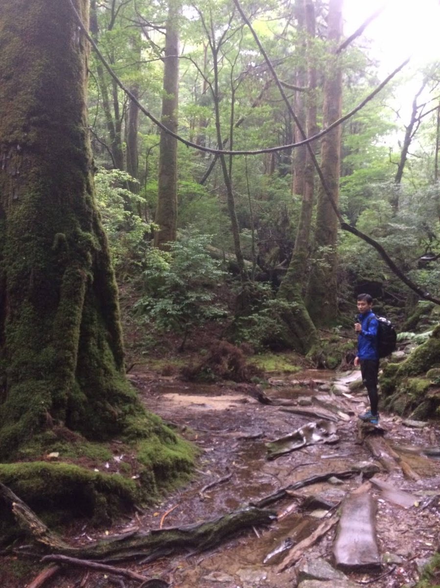 Mountain Rock Perch, Yakushima's Misty Peaks photo 2