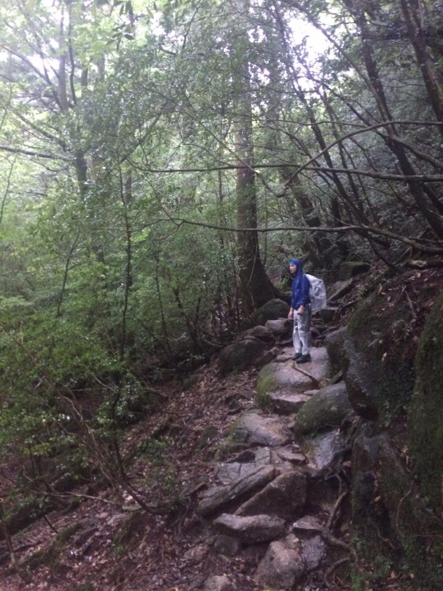 Mountain Rock Perch, Yakushima's Misty Peaks photo 4