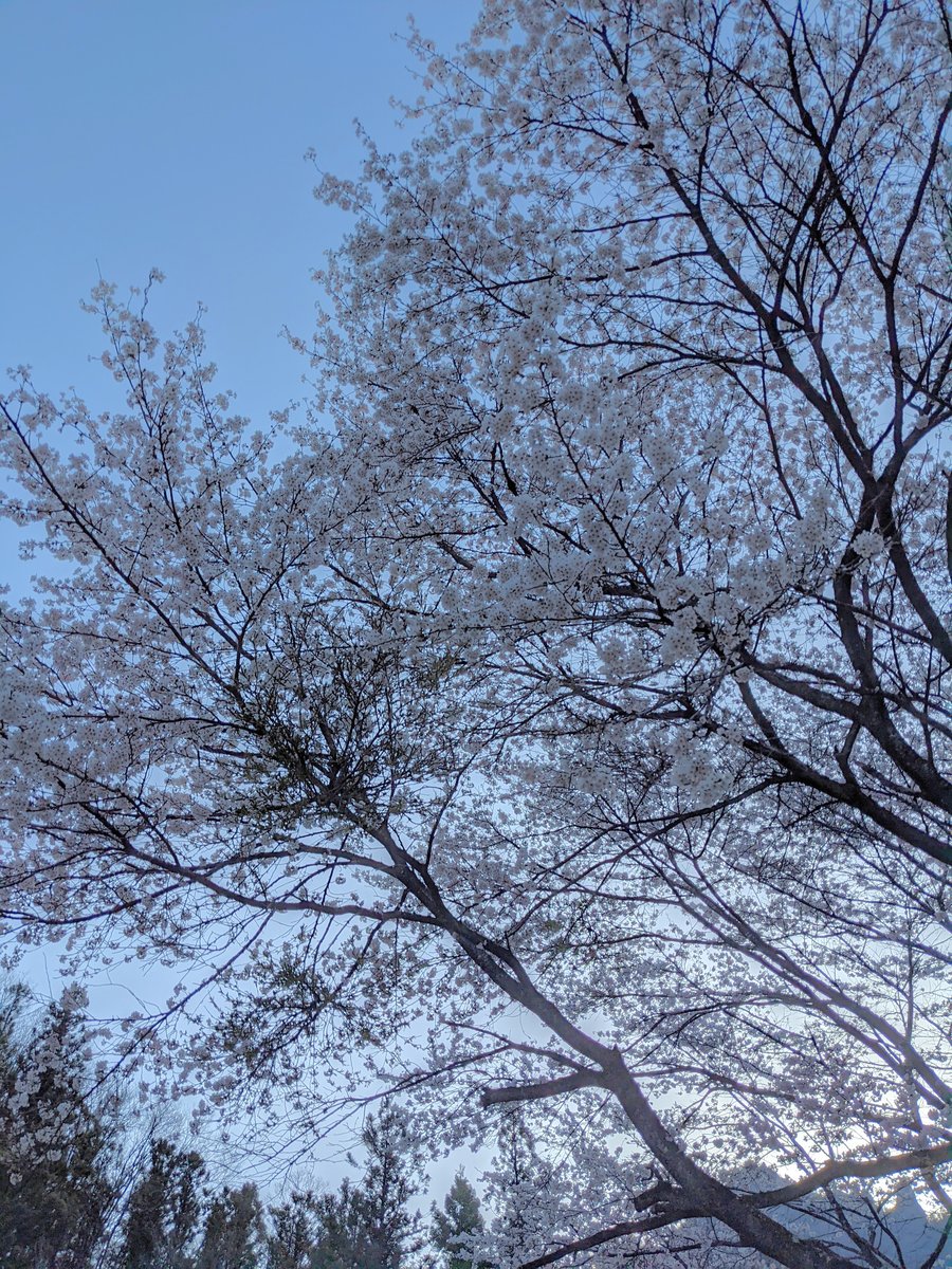 Cherry Blossoms in Annaka, Gunma — Spring Light