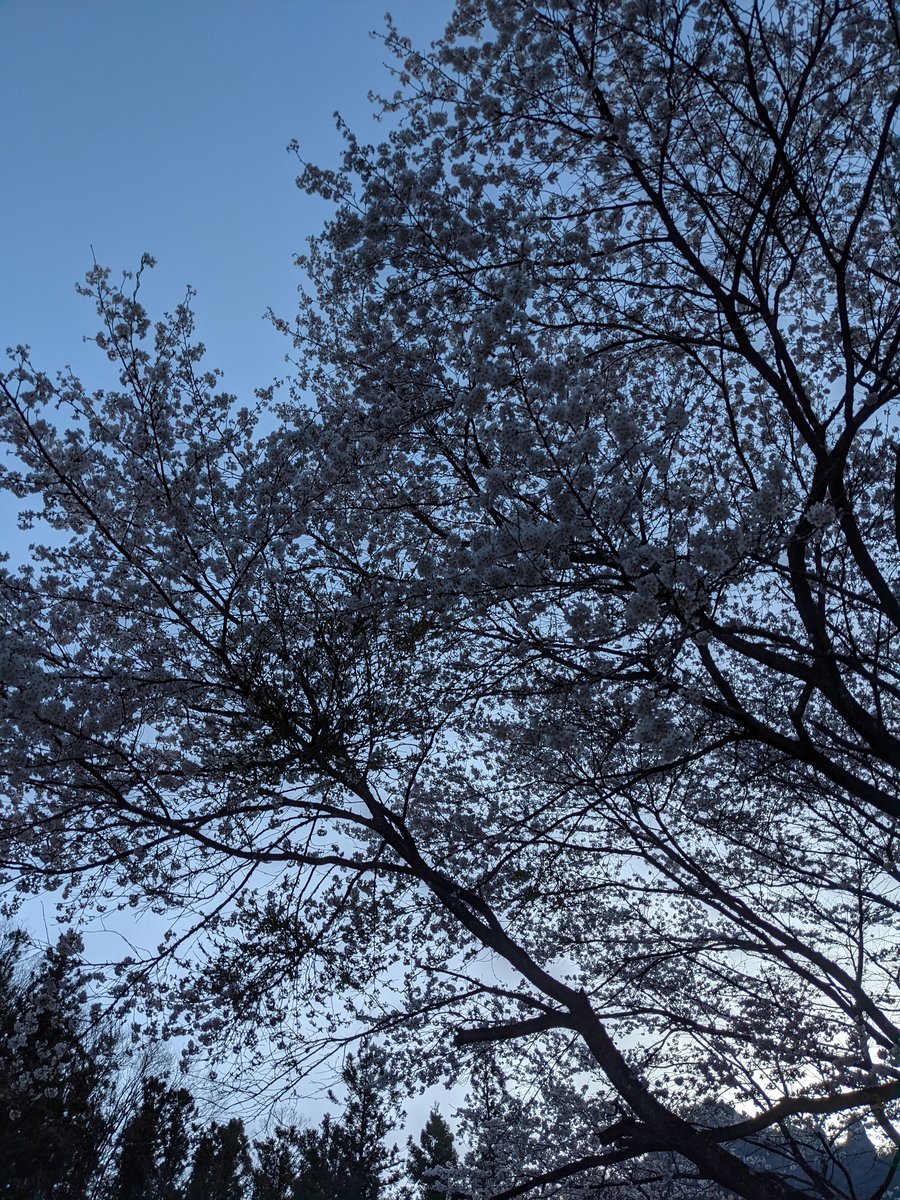 Cherry Blossoms in Annaka, Gunma — Spring Light photo 2